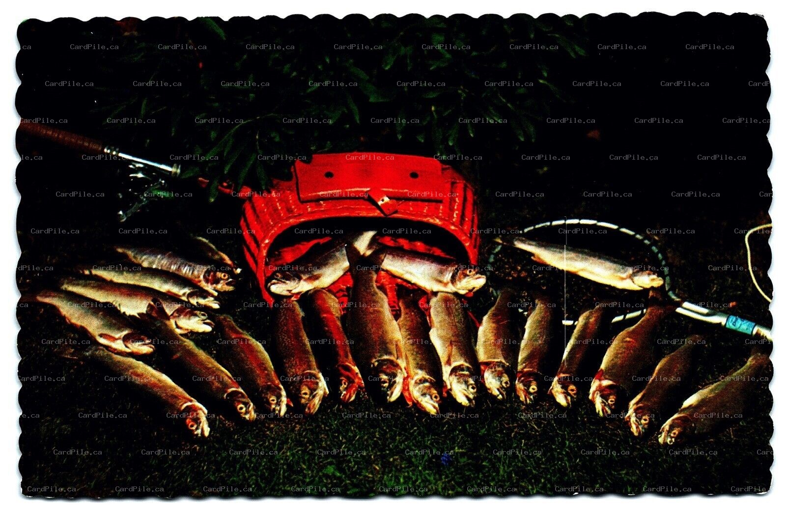 Postcard Chapleau Ontario c1976 Greetings From Northern Ontario Fish Catch