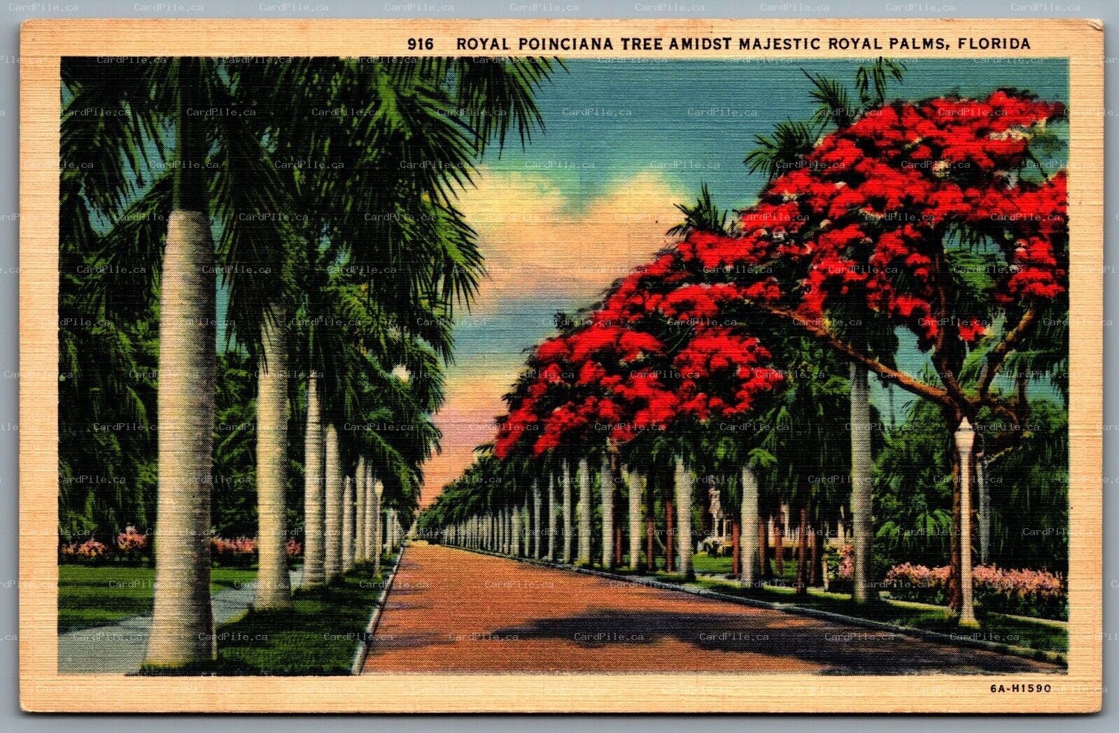 Postcard Florida c1936 Royal Poinciana Tree Amidst Majestic Royal Palms Scenic