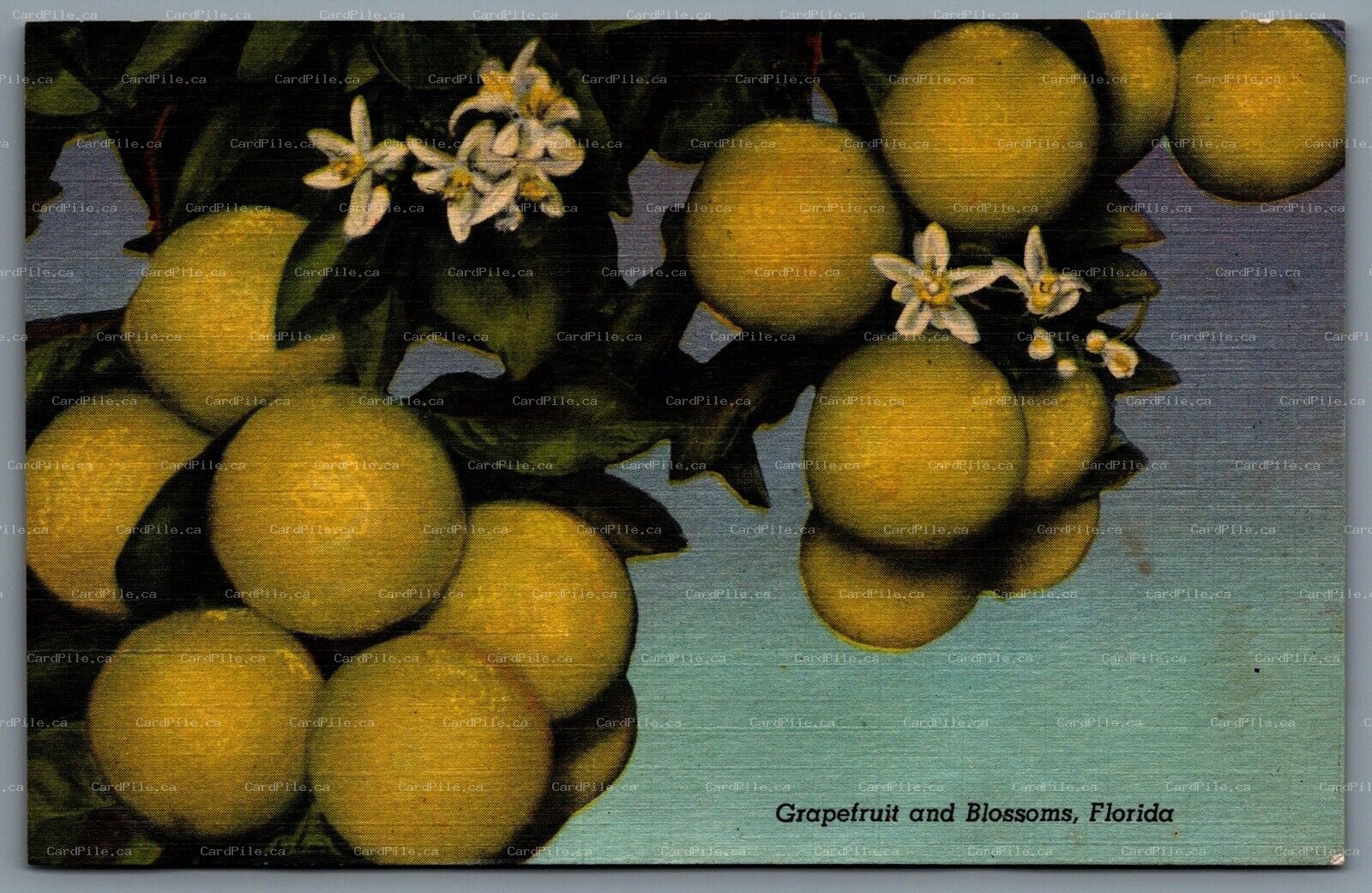 Postcard Florida c1953 Grapefruit and Blossoms CDS Machine Cancel Fern Park FLA