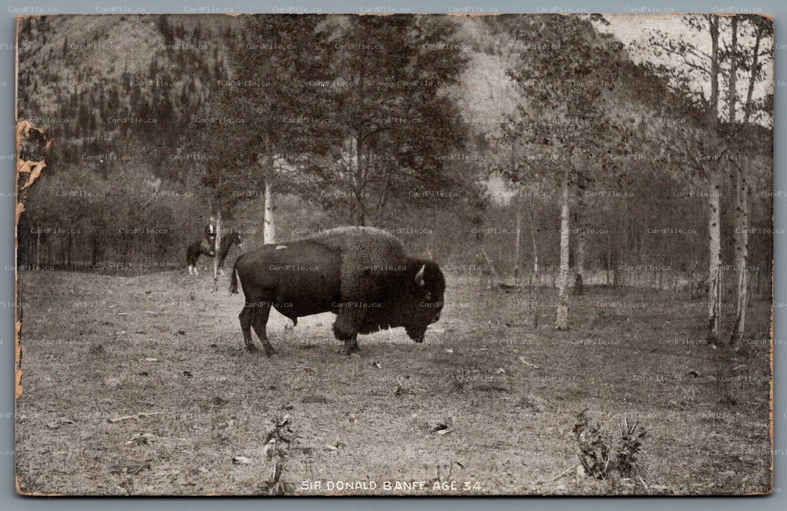 Postcard Alberta c1911 Sir Donald Banff Age 34 Buffalo Bison CDS Duplex Cancel