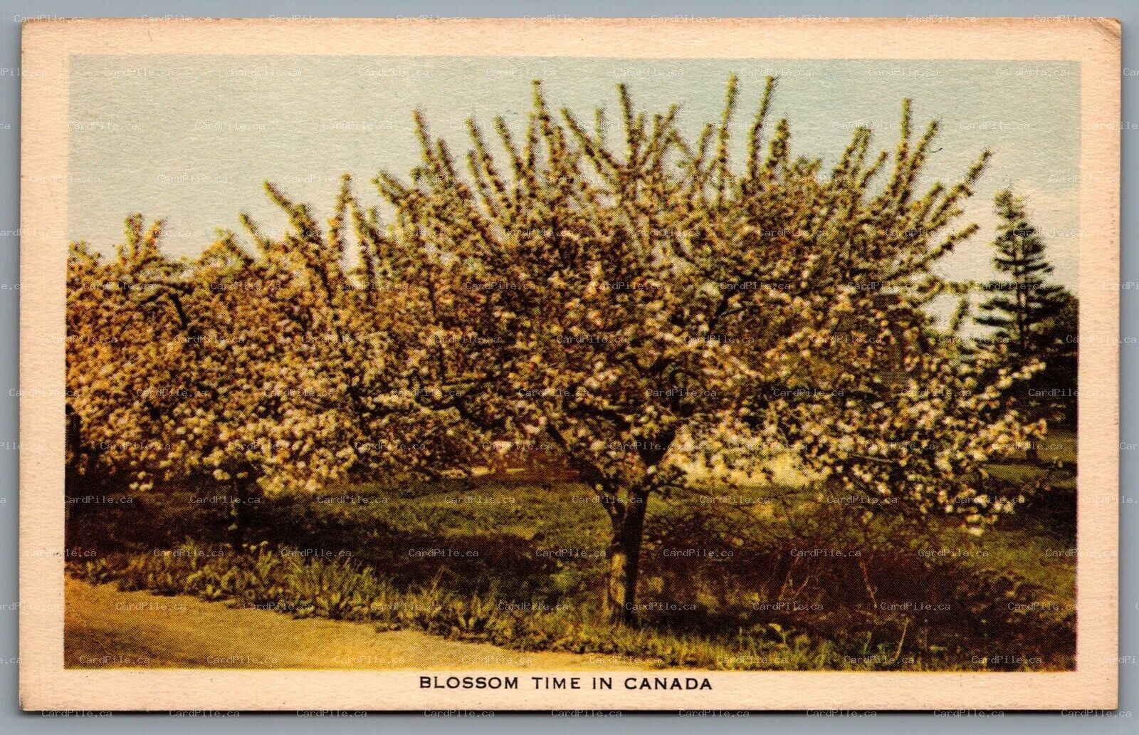Postcard Canada c1940s Blossom Time In Canada Trees Flowering