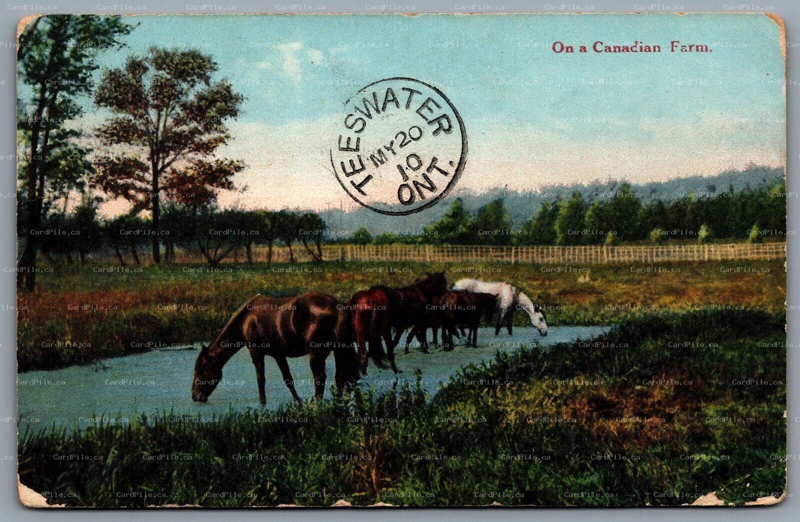 Postcard Western Canada c1910 On A Canadian Farm Horses Drinking Split Ring CDS