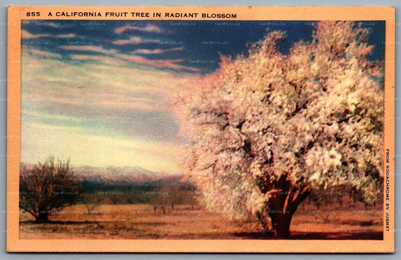 Postcard c1940s A California Fruit Tree In Radiant Blossom Unused