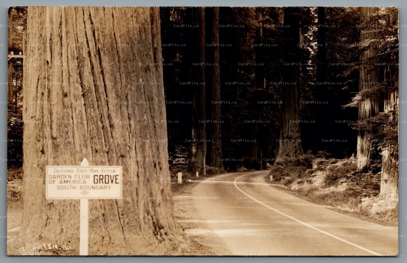 Postcard RPPC c1925 Grove CA Garden Club of America South Boundry Redwoods