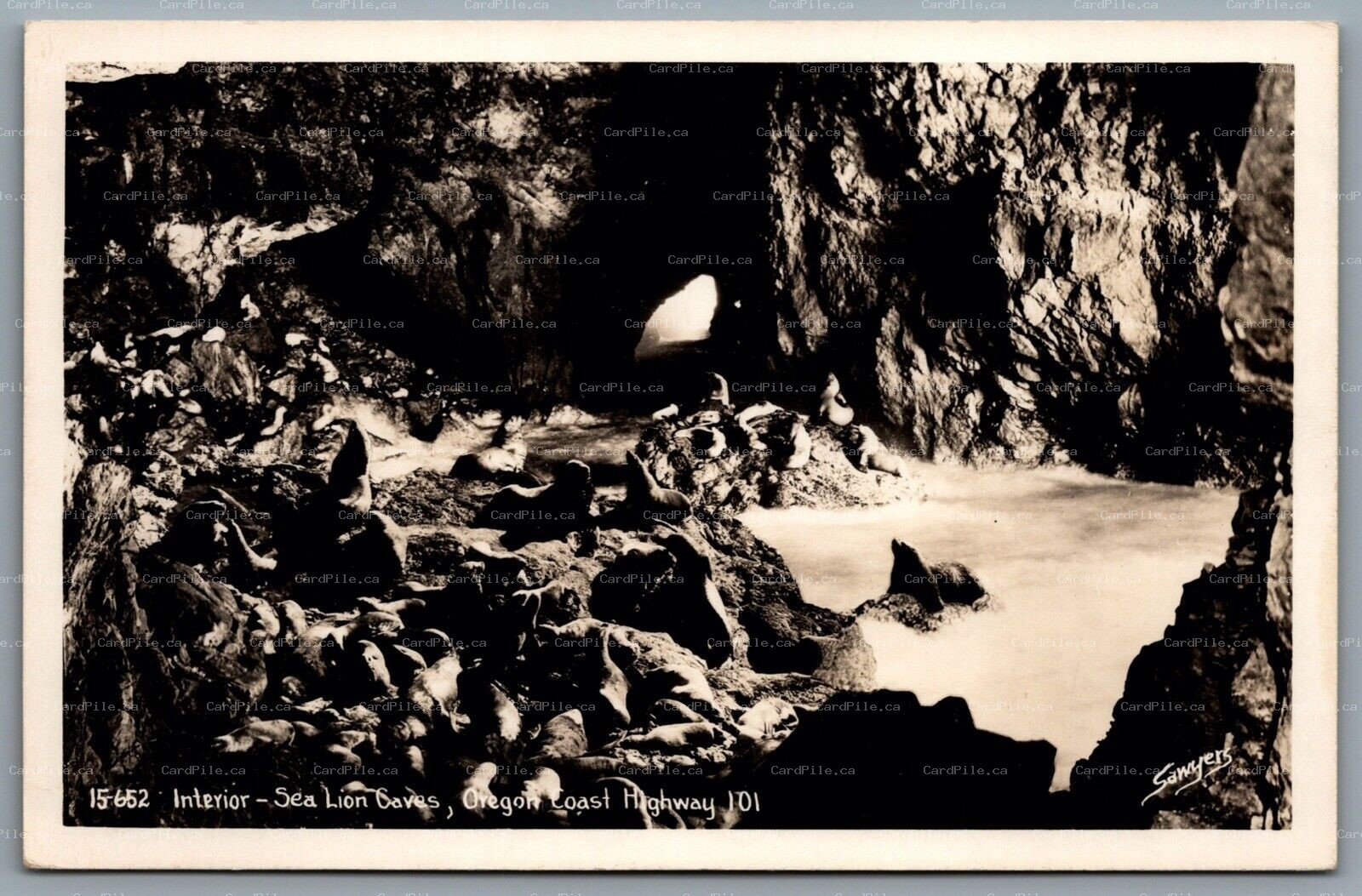 Postcard RPPC c1940s Florence OR Sea Lion Caves Interior Oregon Coast Highway