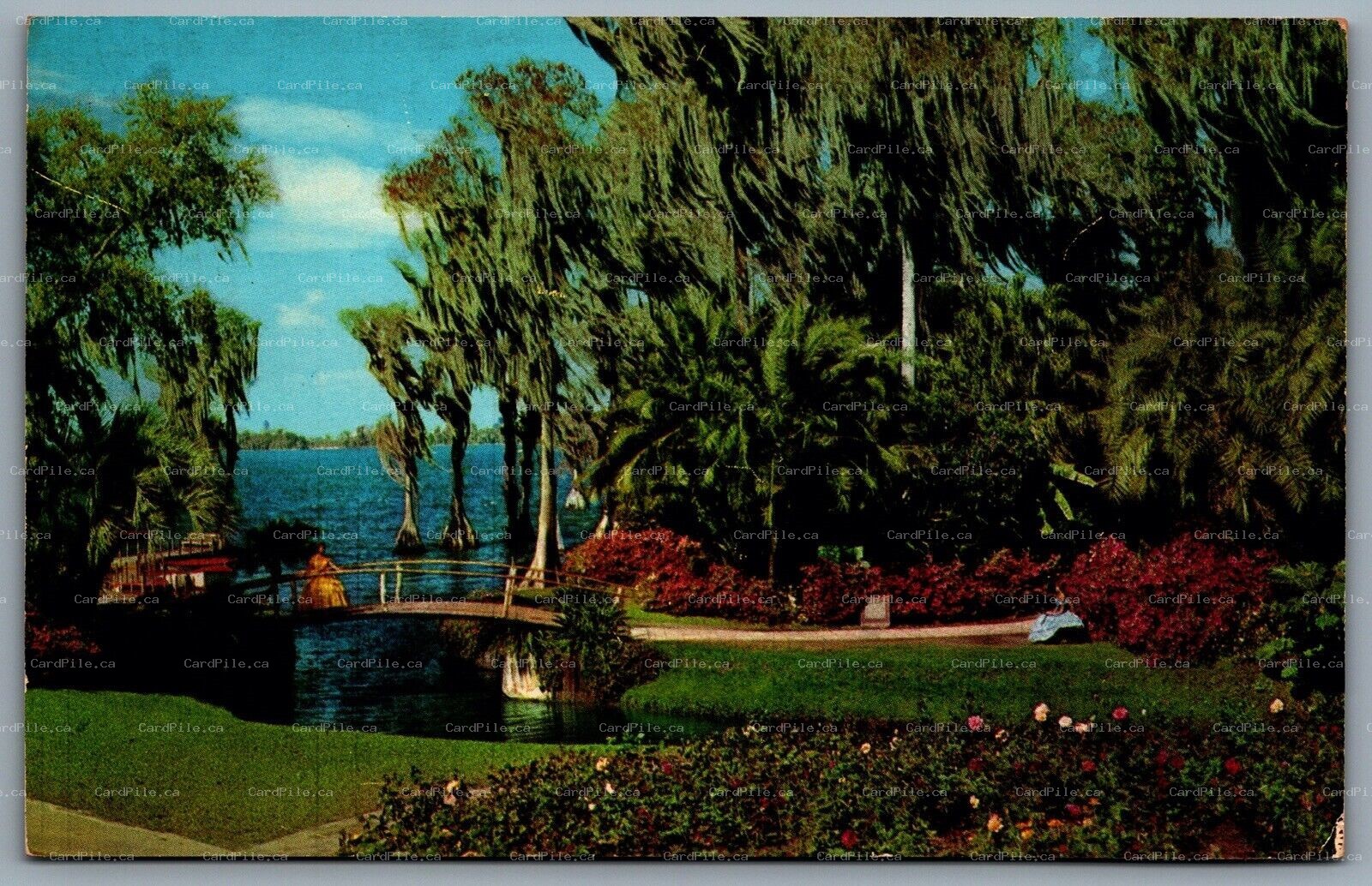 Postcard Cypress Gardens Florida c1956 Roses and Azaleas 