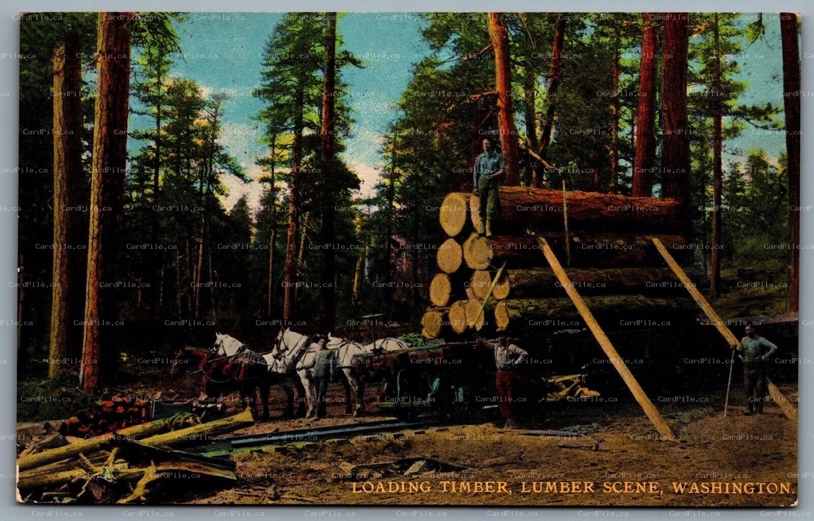 Postcard 1910s Washington Loading Timber Lumber Scene Horse Pulled Rail Car