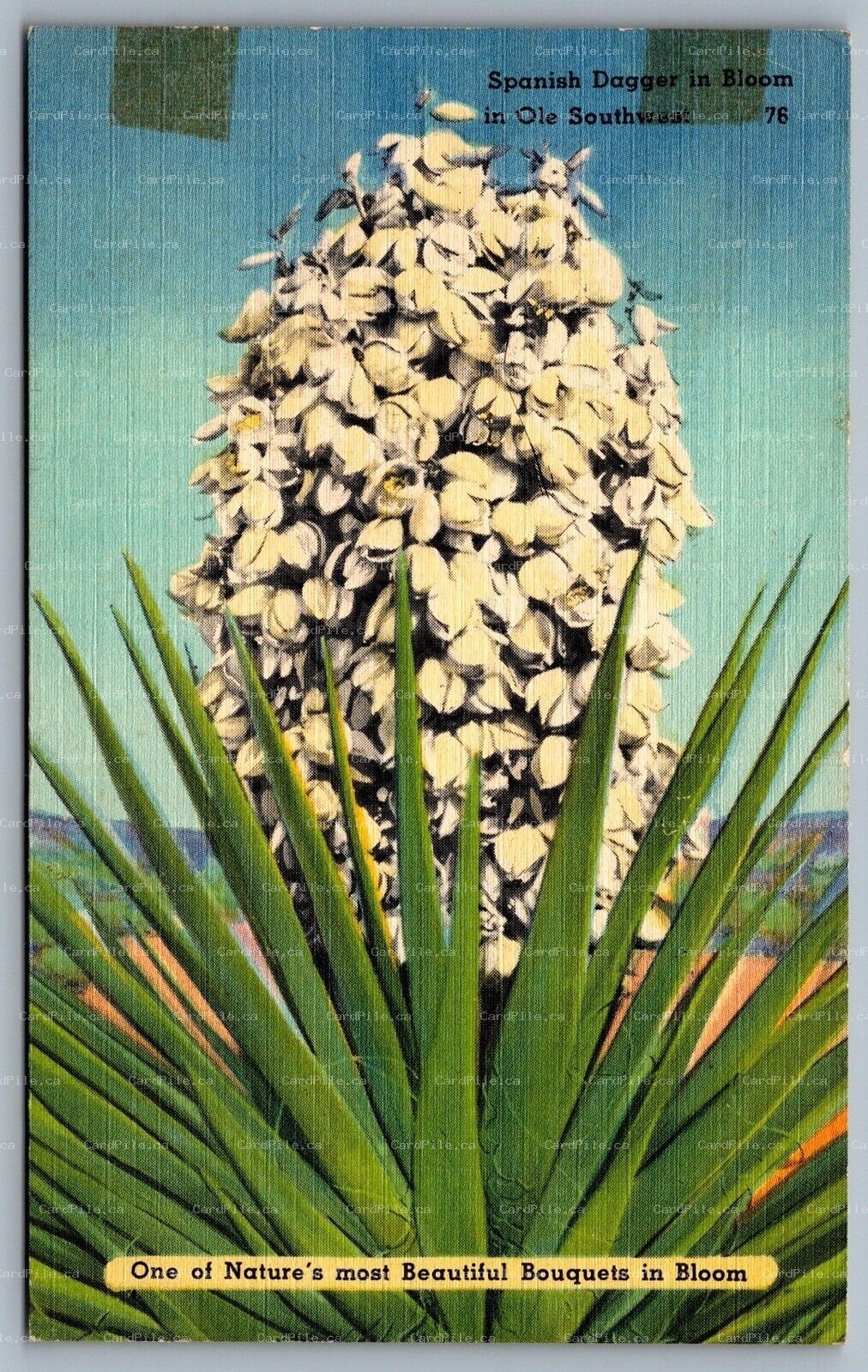 Postcard c1940s Spanish Dagger in Bloom in Ole Southwest Yucca Gloriosa