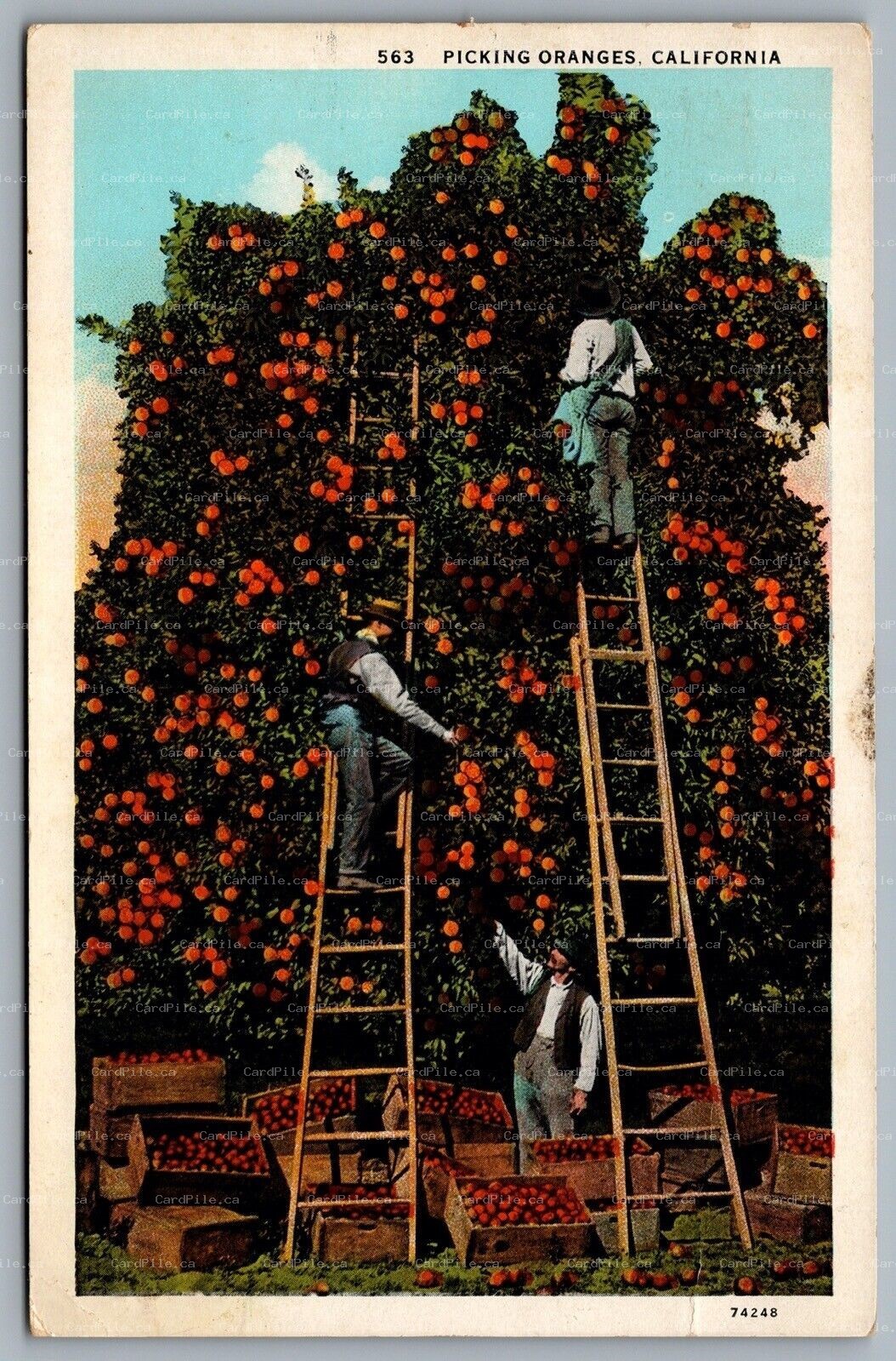 Postcard California c1920s Picking Oranges CDS Slogan Cancel Long Beach