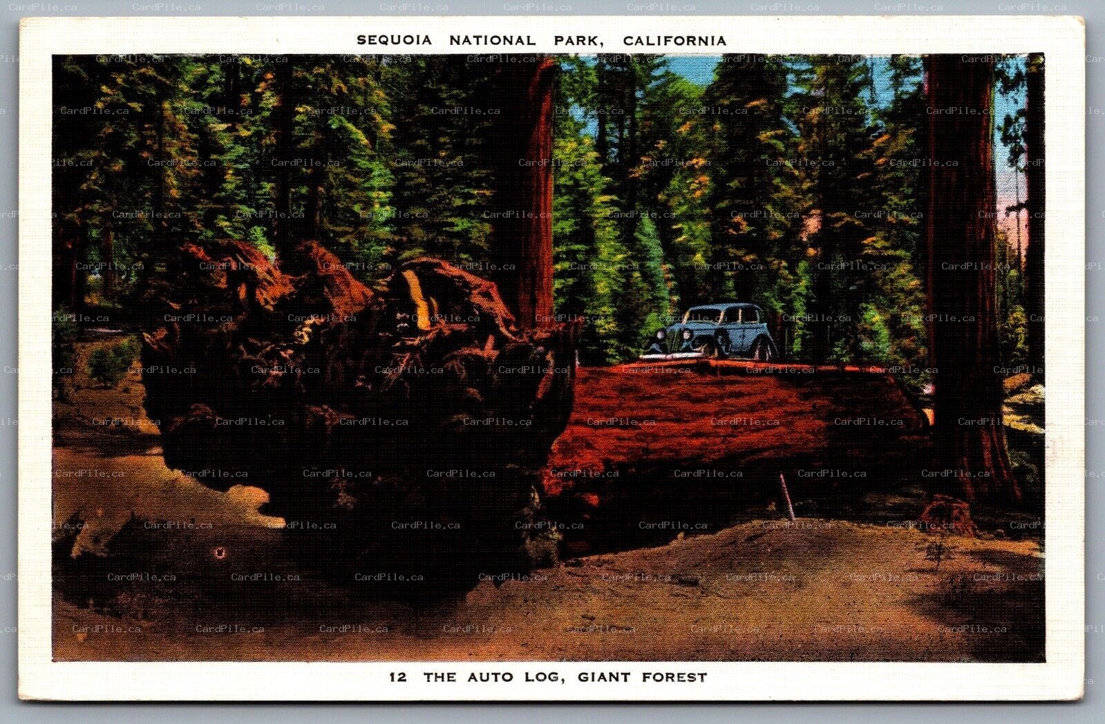 Postcard Sequoia National Park CA c1920s The Auto Log Giant Forest Sequoia Tree