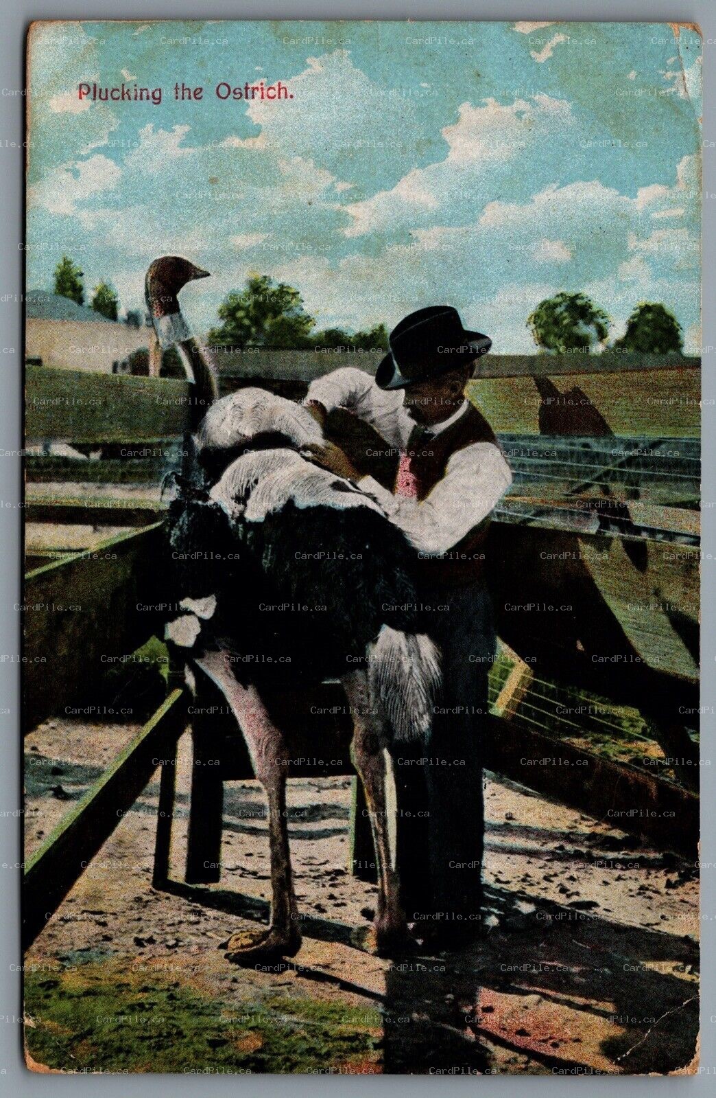 Postcard San Diego CA c1907 Plucking the Ostrich Feathers Farm