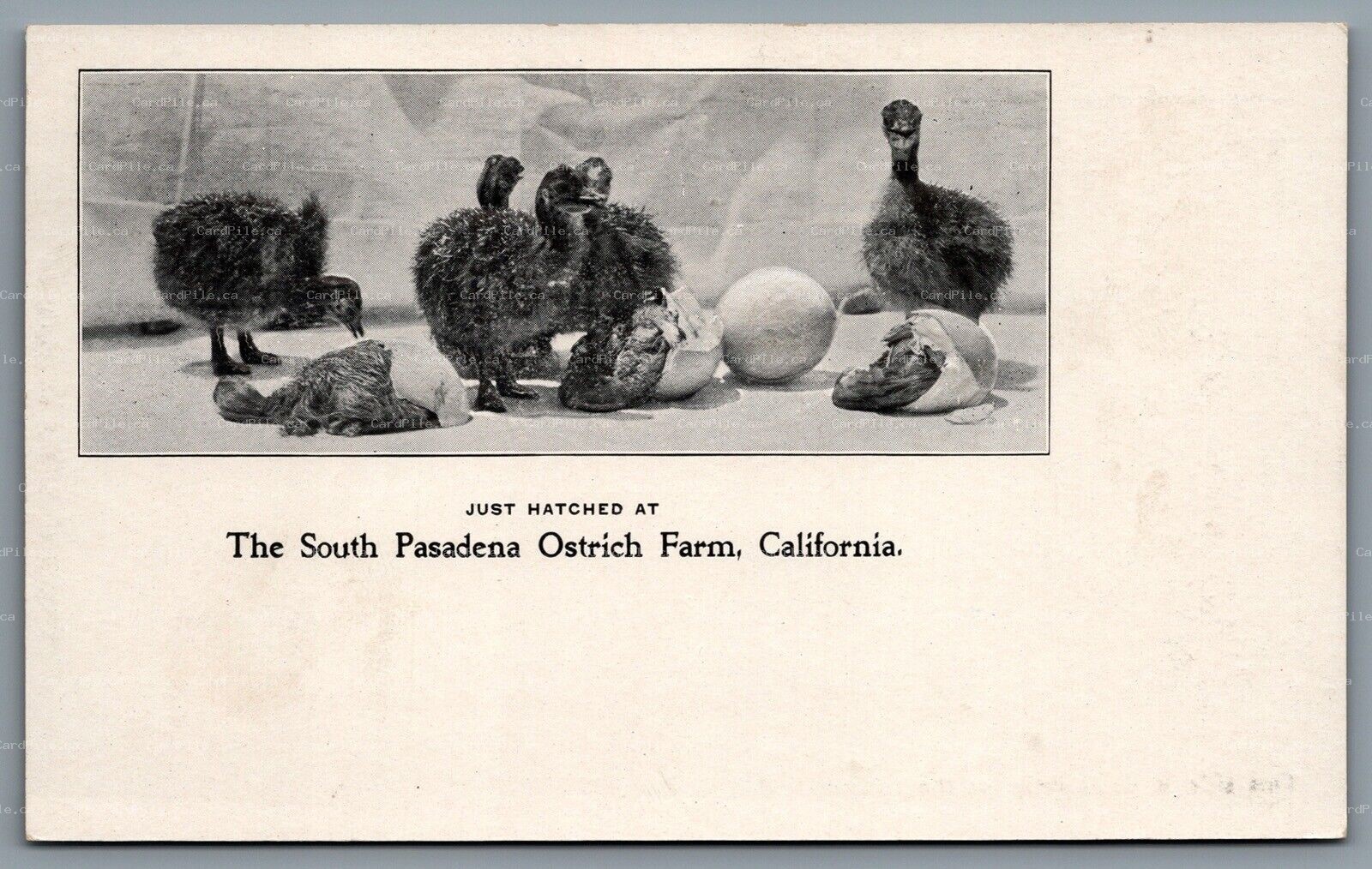 Postcard South Pasadena CA c1900s Ostrich Farm Hatched Chicks Embossed