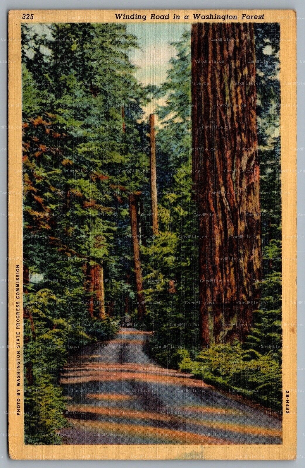 Postcard Washington c1943 Winding Road In a Washington Forest
