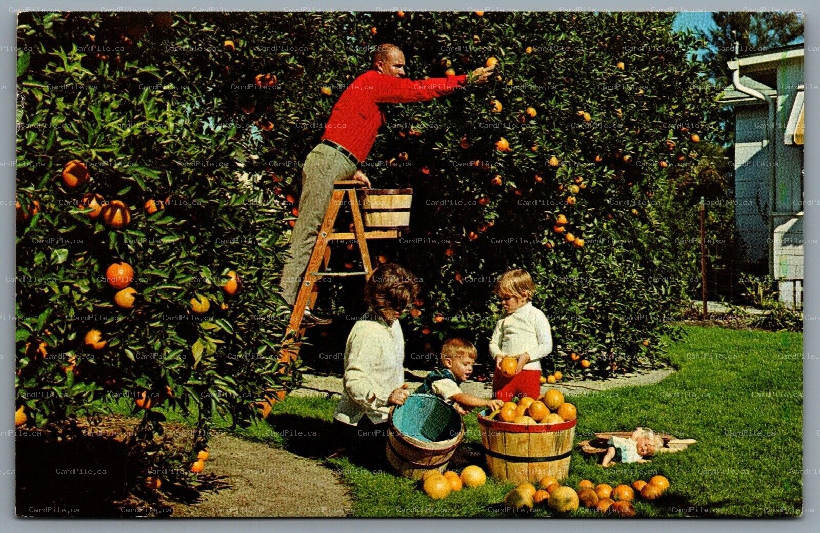 Postcard Florida c1960s Residents Enjoy Their Own Backyard Orange Grove 