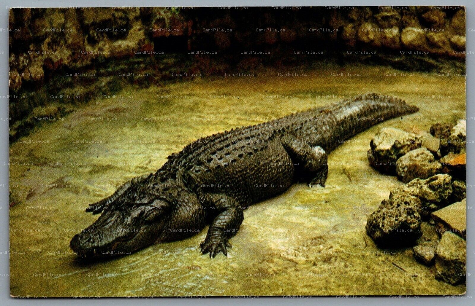 Postcard Sarasota Jungle Gardens Florida c1962 Huge Florida Aligator CDS Cancel