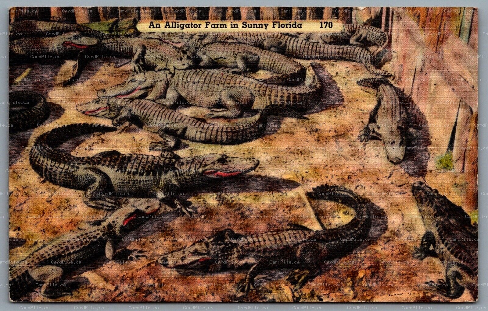 Postcard Florida c1940s Alligator Farm In Sunny Florida 