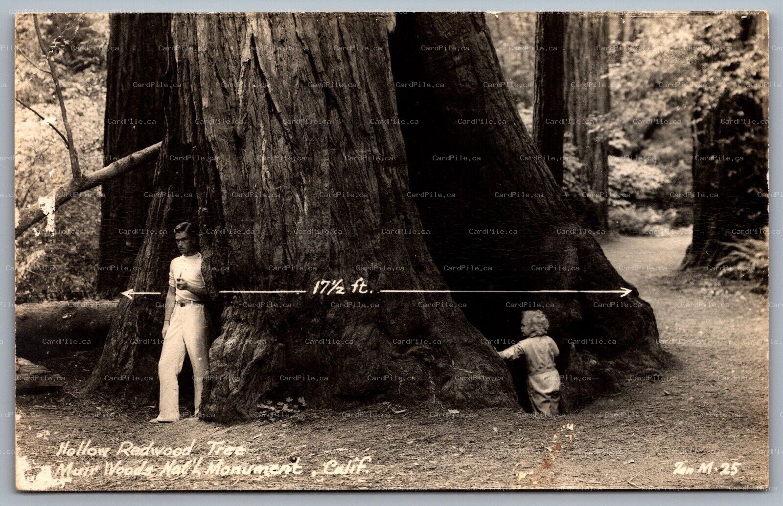 Postcard RPPC Muir Woods CA c1950s Hollow Redwood Tree Man with Pipe Child Tree