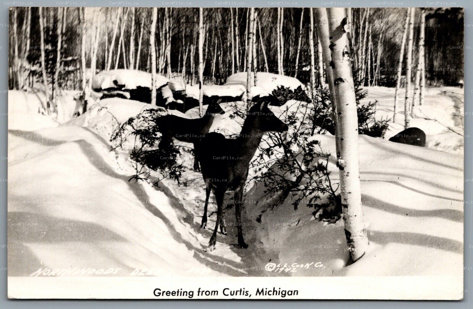 Postcard RPPC c1942 Curtis MI Greetings From Curtis Michigan Northwoods Deer