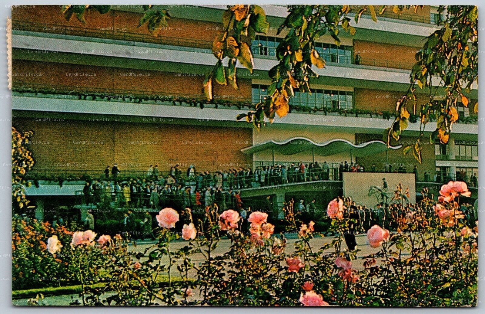 Postcard Toronto Ontario c1985 Woodbine Racetrack (Etobicoke)