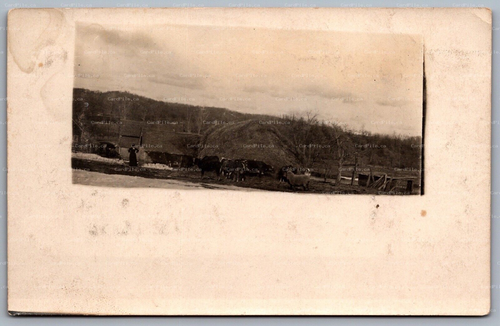 Postcard RPPC 1904-1920 Sheep Cattle Cows in Winter Mound of Hay Farm CYKO