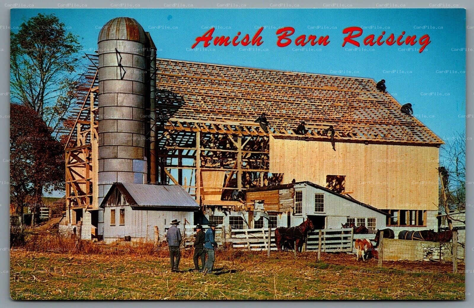 Postcard Pennsylvania c1960s Amish Barn Raising in Amish Country Silo Horses