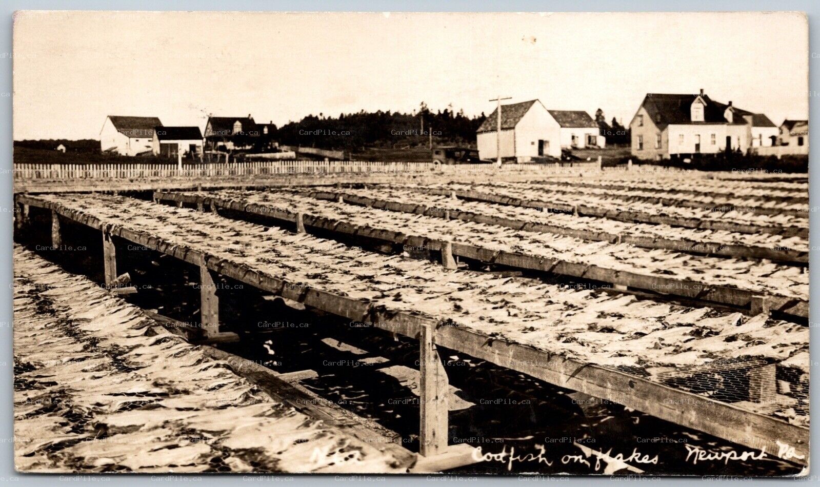 Postcard RPPC c1910s Newport Quebec Codfish on Flakes by H. V. Henderson
