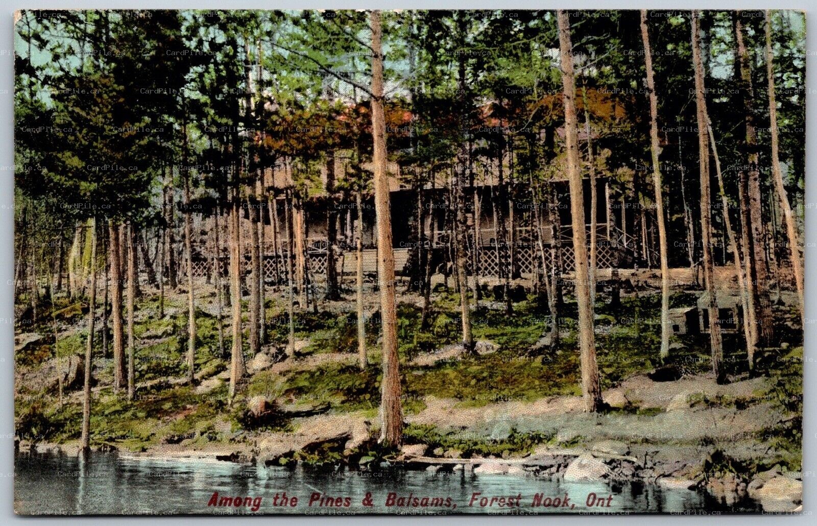 Postcard Forest Nook Ontario c1910s Pines and Balsam Trees Split Ring Cancel PSD