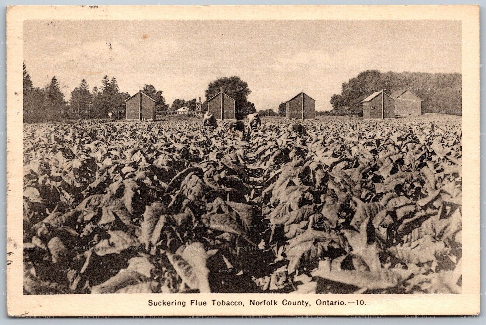 Postcard 1940 Postmarked Delhi Norfolk County Ontario Suckering Flue Tobacco
