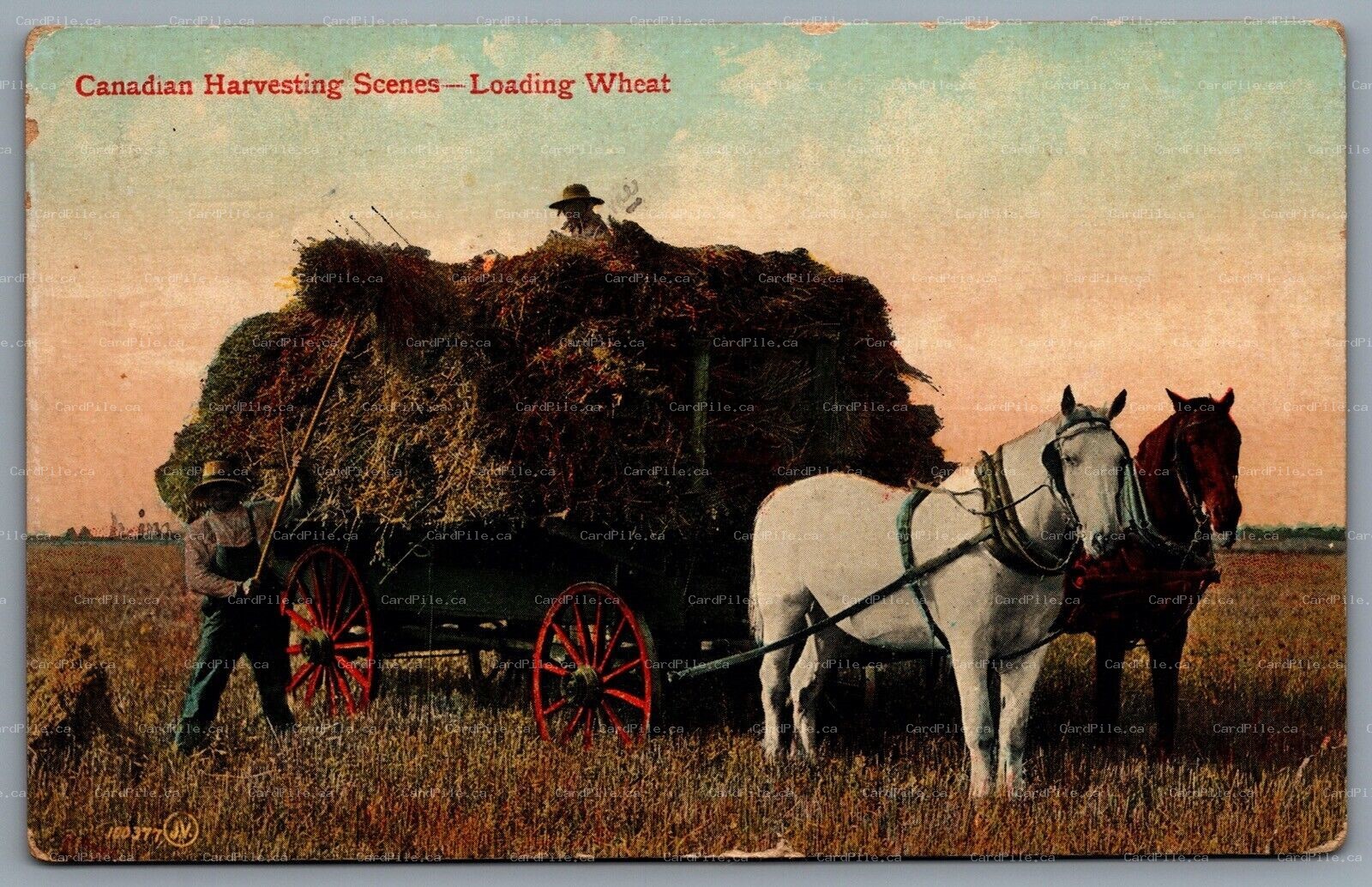 Postcard Canada c1909 Canadian Harvesting Scenes Loading Wheat CDS Ethel Cancel