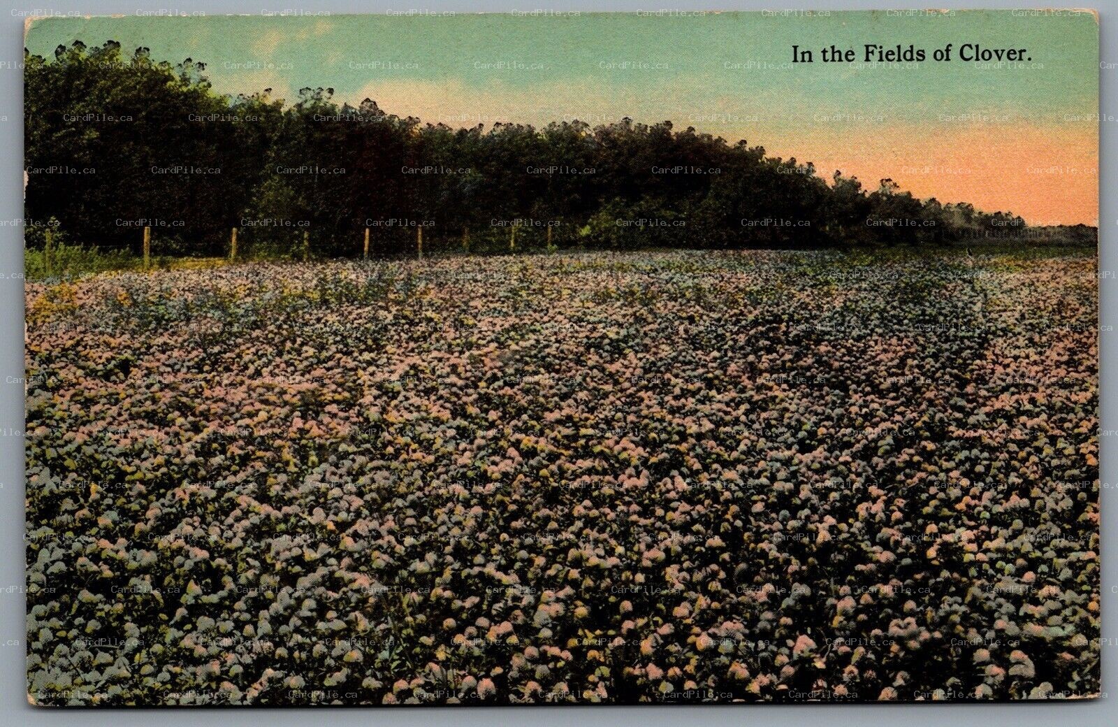 Postcard Kentucky c1912 In The Fields Of Clover CDS Cancel to URSA Illinois