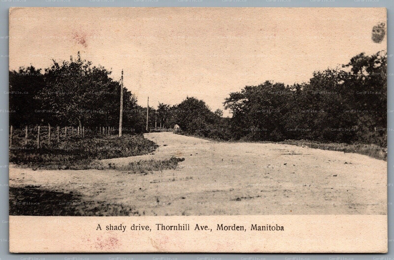 Postcard Morden Manitoba c1907 A Shady Drive Thornhill Ave. CDS Duplex Cancel