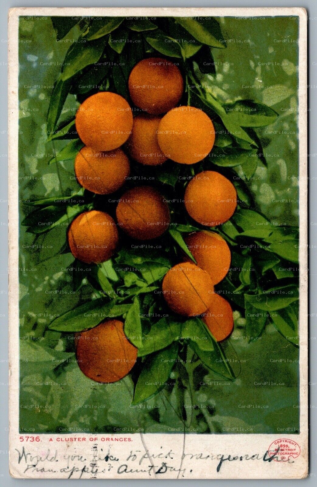 Postcard Florida c1900 A Cluster of Oranges Detroit Photographic Co.
