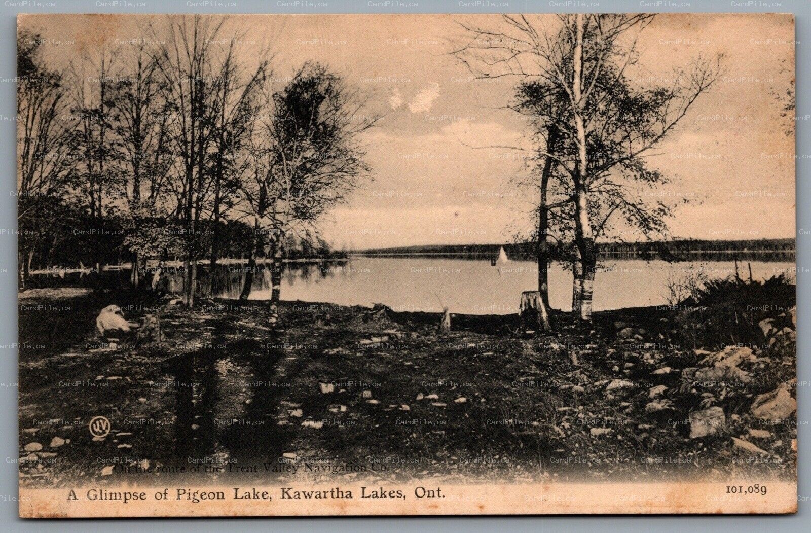 Postcard Kawartha Lakes ON c1905 Glimpse of Pigeon Lake Trent Valley Navigation