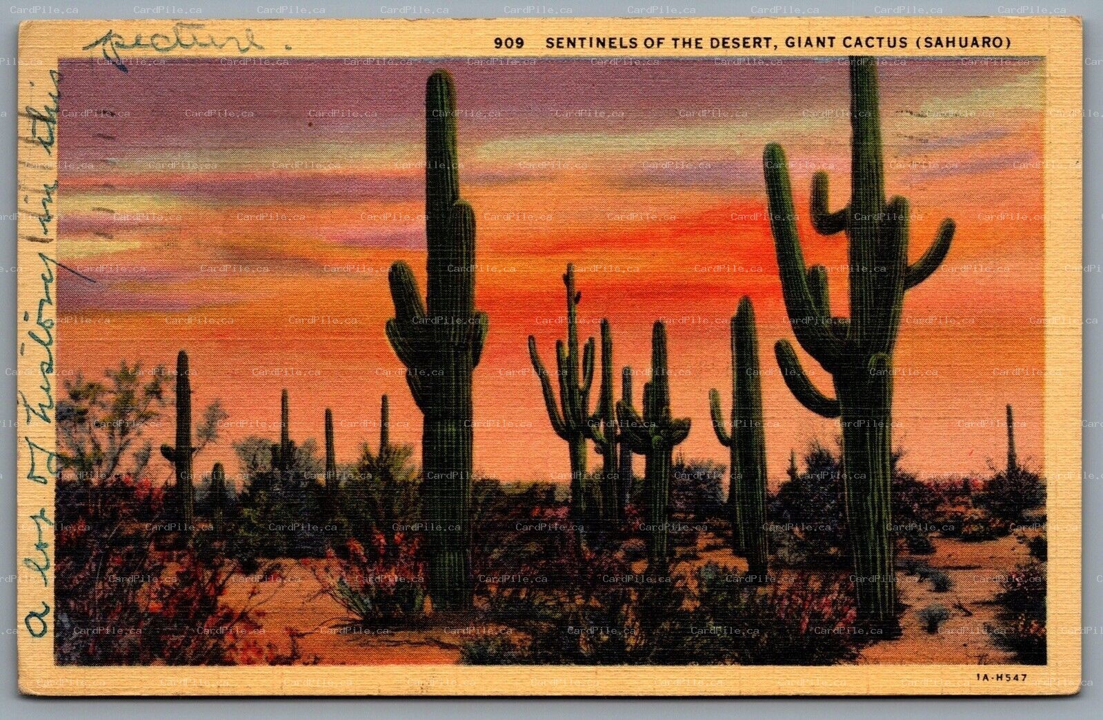 Postcard United States c1940 Sentinels of The Desert Giant Cactus Sahuaro CDS