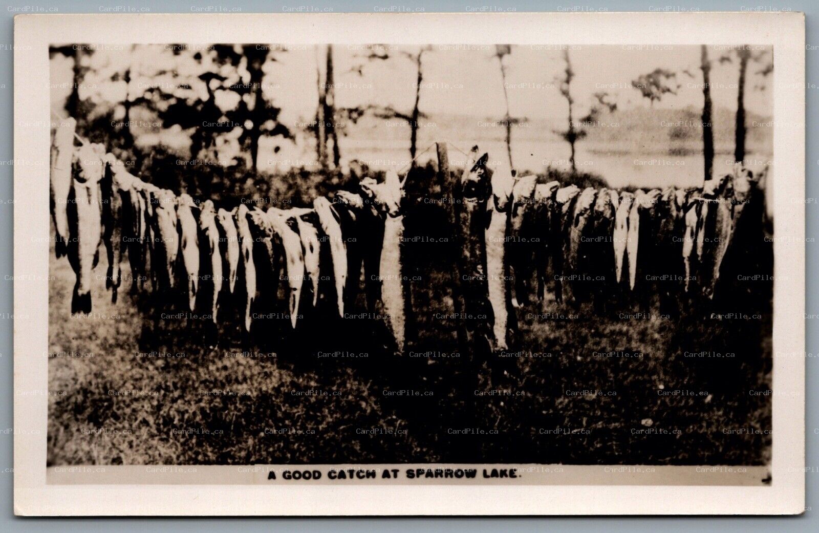 Postcard RPPC 1930s Sparrow Lake Ontario A Good Catch at Sparrow Lake Fish