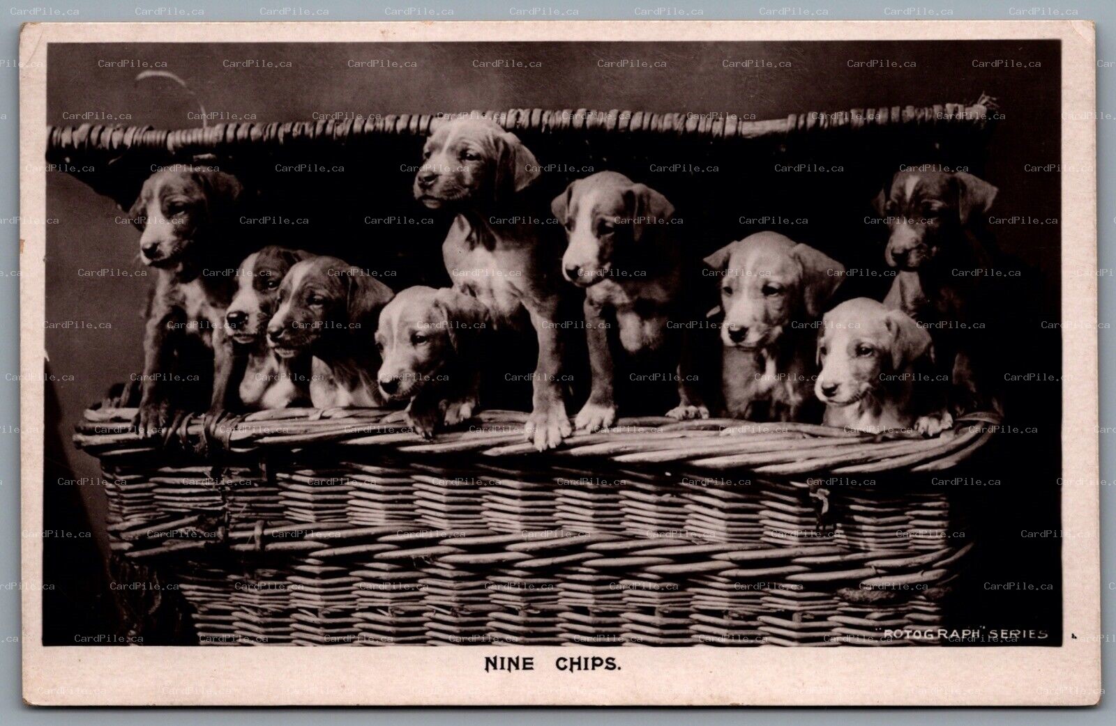 Postcard RPPC c1909 Nine Chips Puppies Dogs In Wicker Basket Rotograph Co