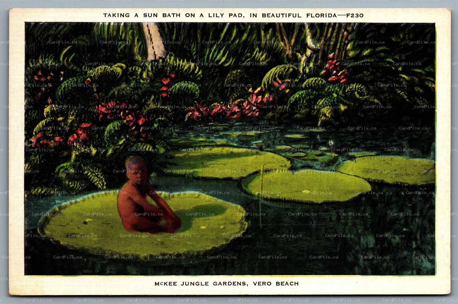 Postcard Vero Beach FL c1920s McKee Jungle Gardens Taking a Sun Bath on Lily Pad