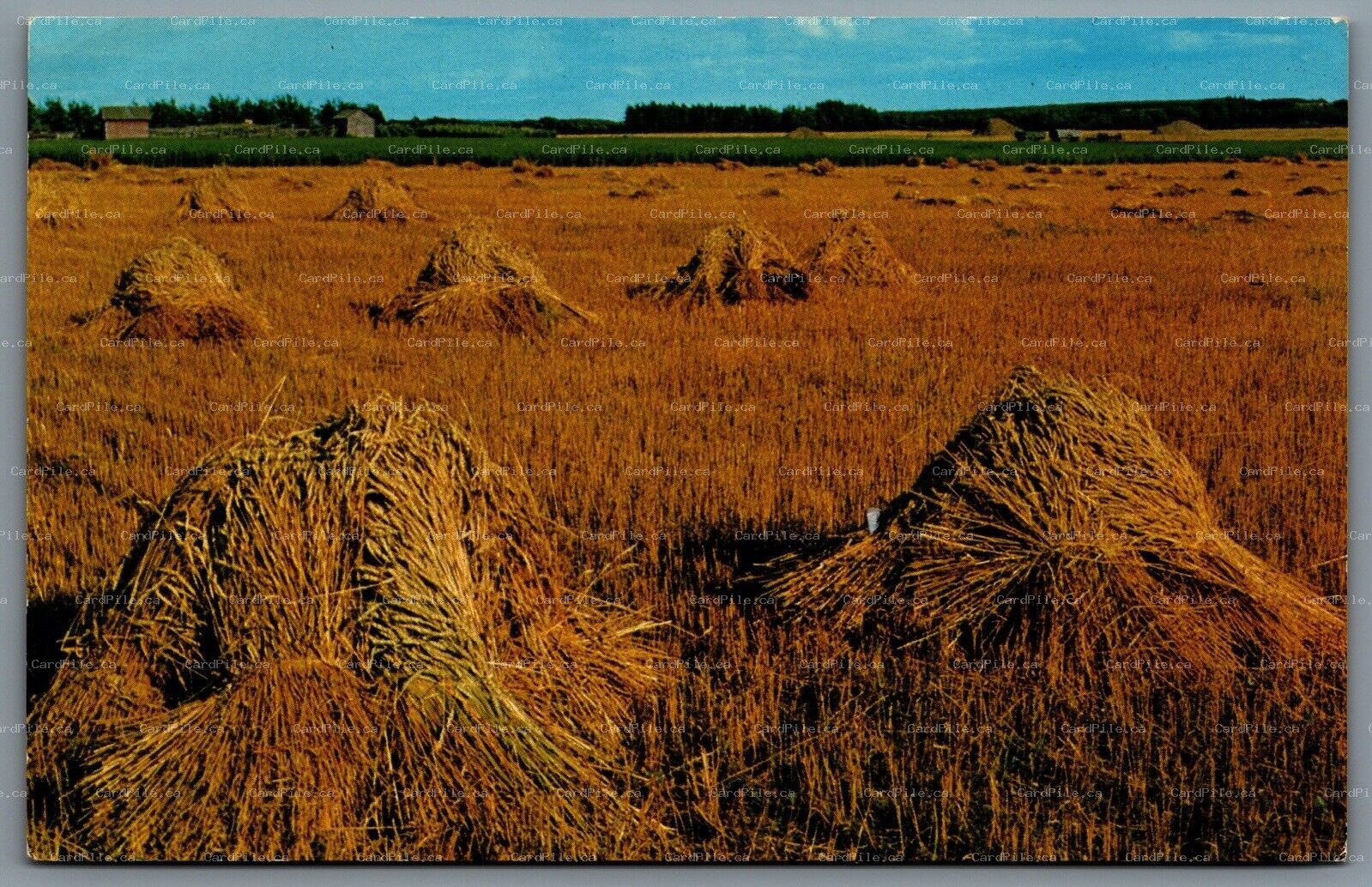 Postcard c1970s Canada Corn Reaping Corn Stalk Harvesting