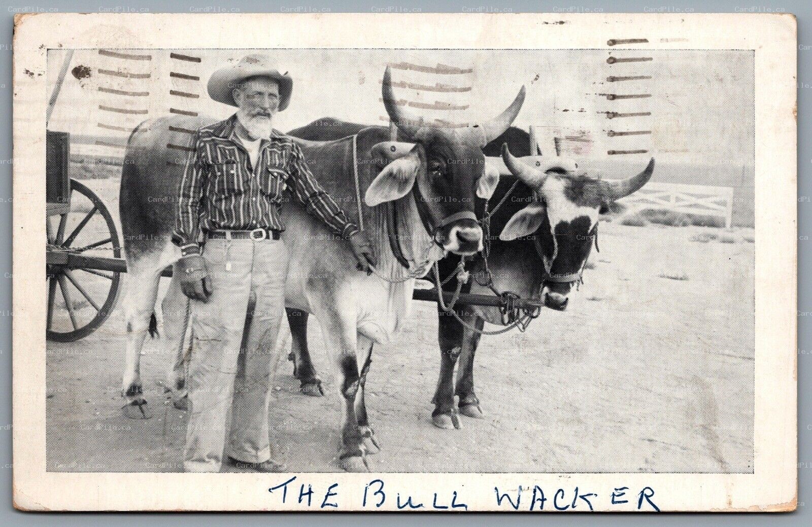 Postcard Tucson AZ c1956 Man With Two Bulls CDS Slogan Cancel