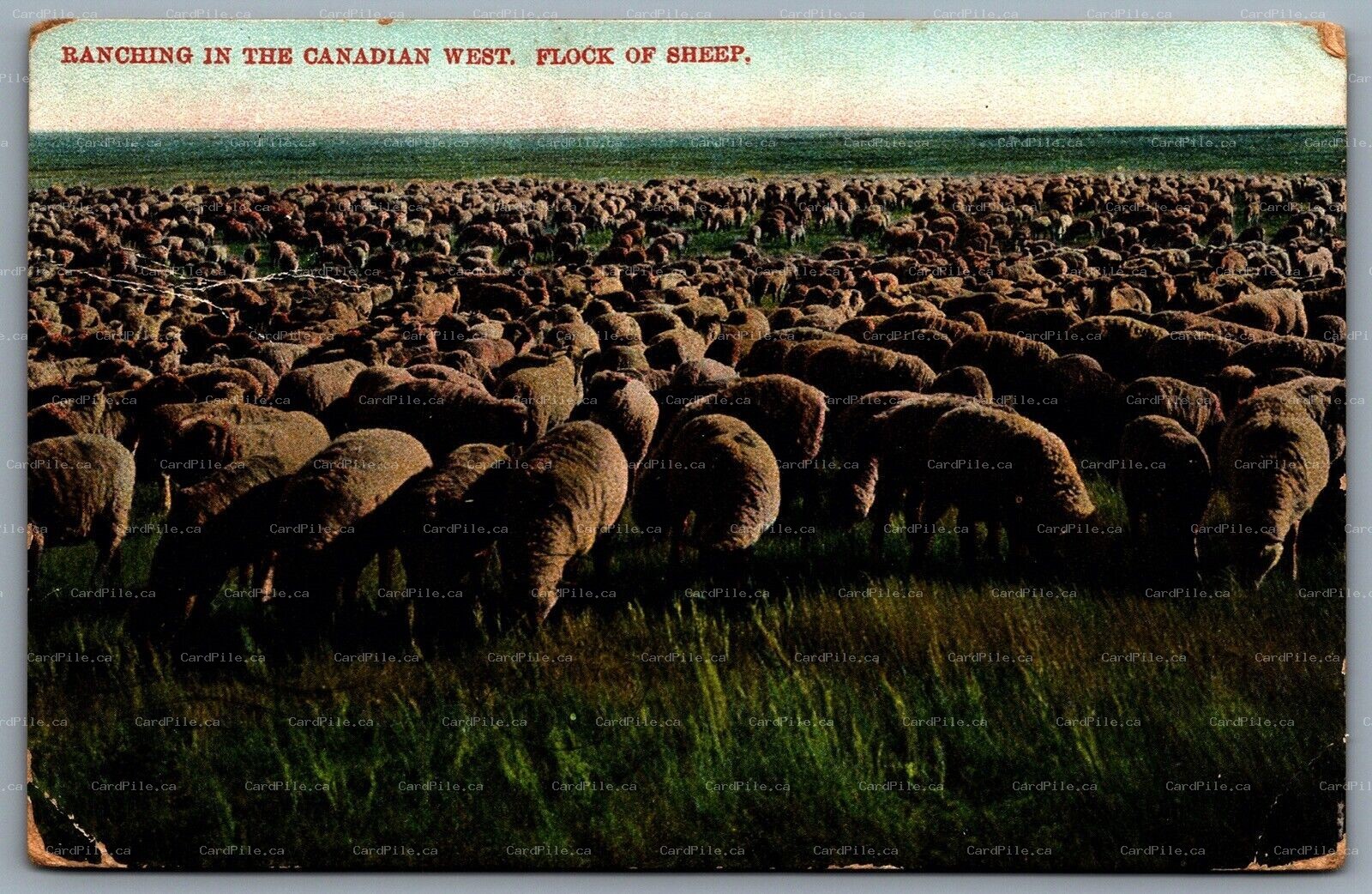 Postcard 1908 Ranching Canadian West Flock of Sheep Split Ring Homewood Manitoba