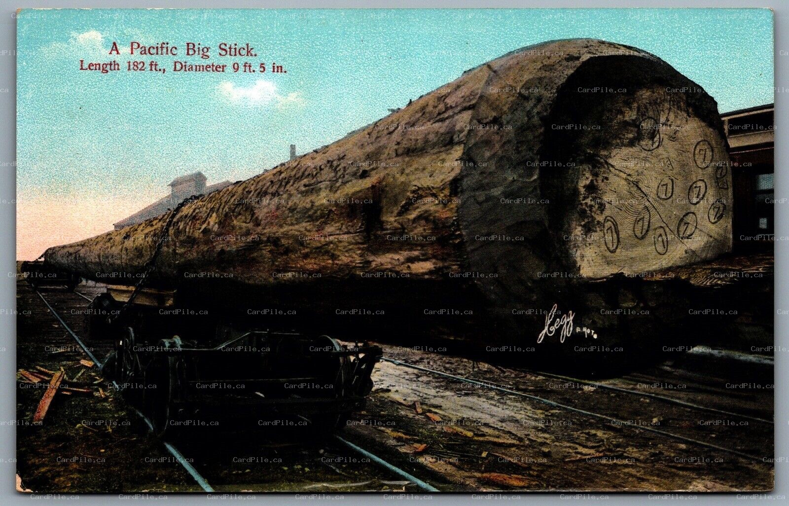 Postcard California c1909 A Pacific Big Stick Tree on Railcars Regg Photo Unused