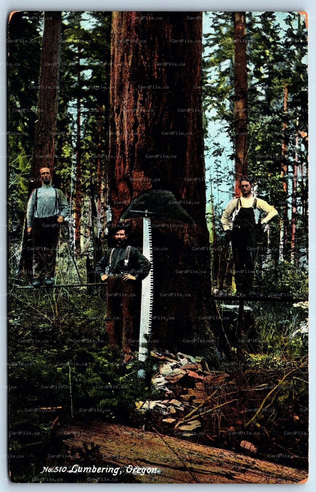 Postcard Oregon c1909 Lumbering Scene Lumberjacks Large Saw