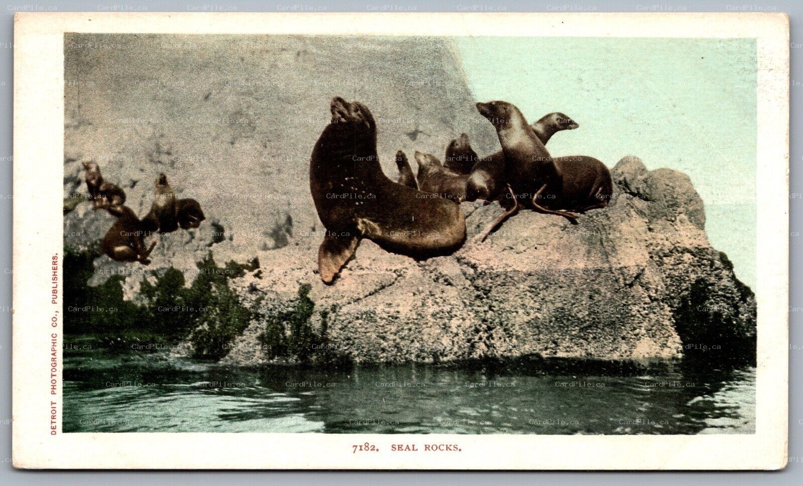 Postcard Catalina Island CA c1905 Seal Rocks