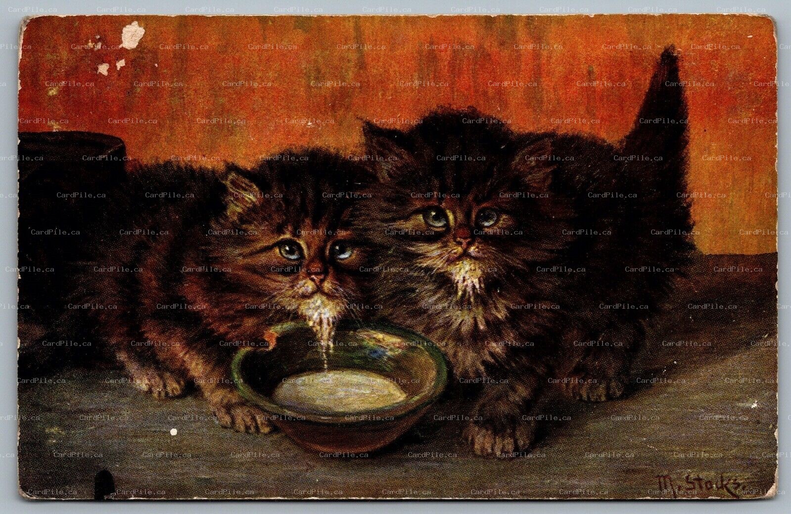 Postcard c1910s Artist Signed M. Stocks Kittens Drinking Milk Pretty Pussies
