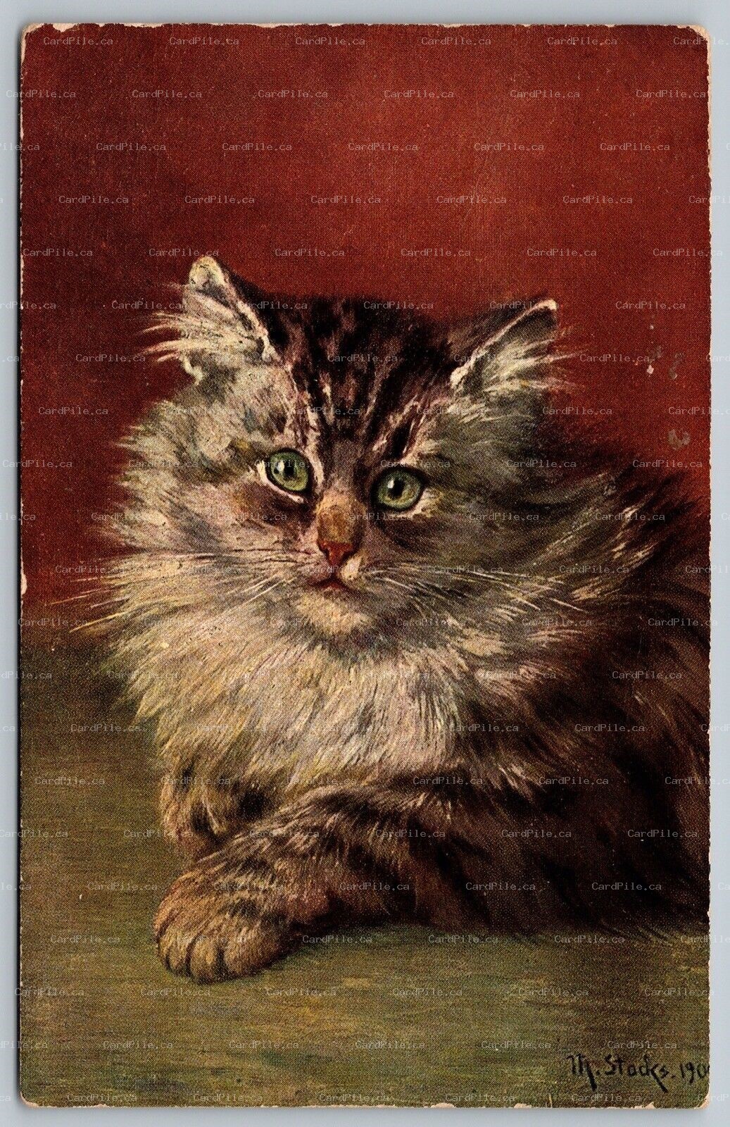 Postcard c1909 Artist Signed M. Stocks Head Study of Cat Art 