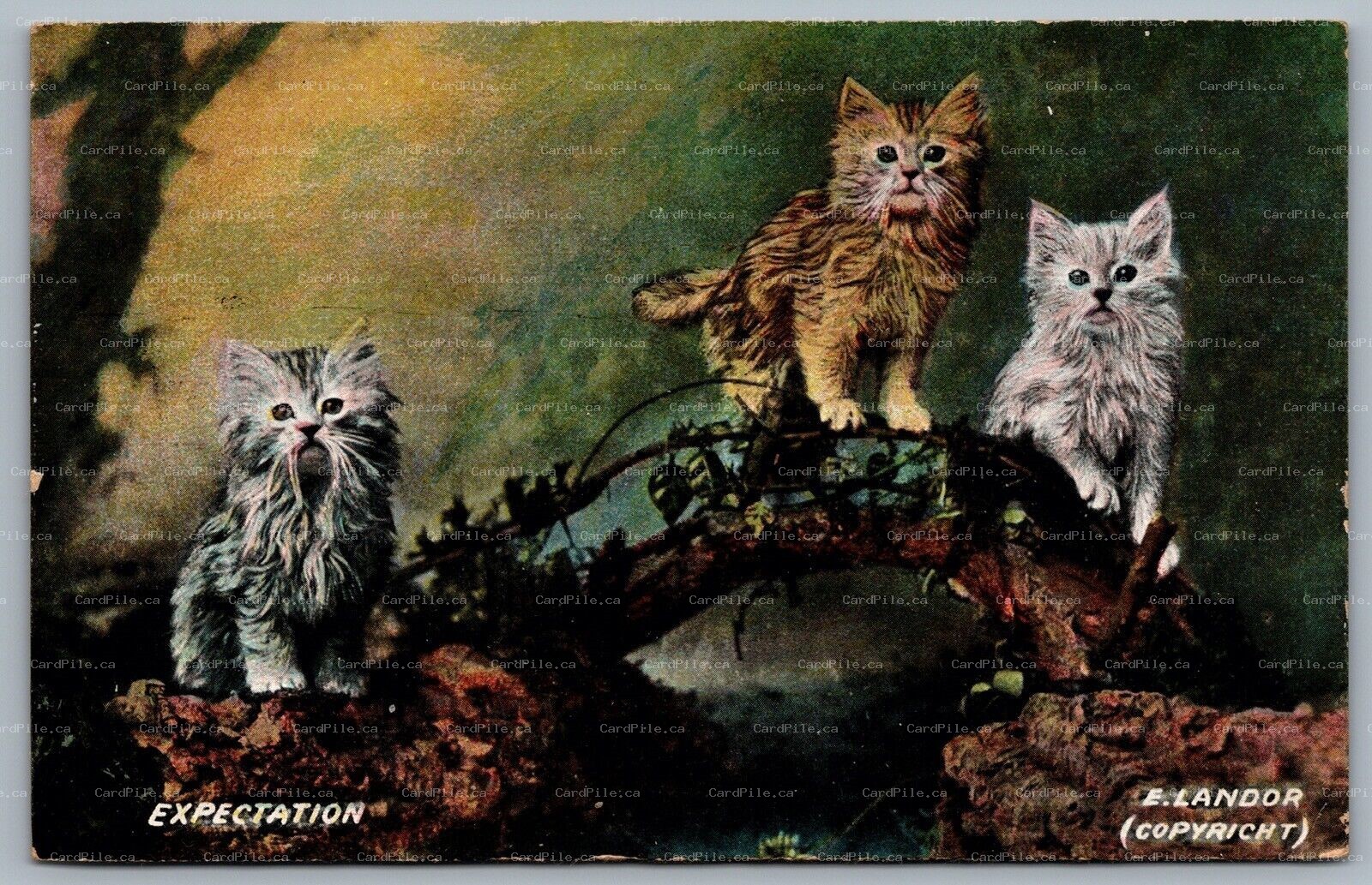 Postcard c1909 Artist Signed E. Landor Three Cats Study Art Expectation