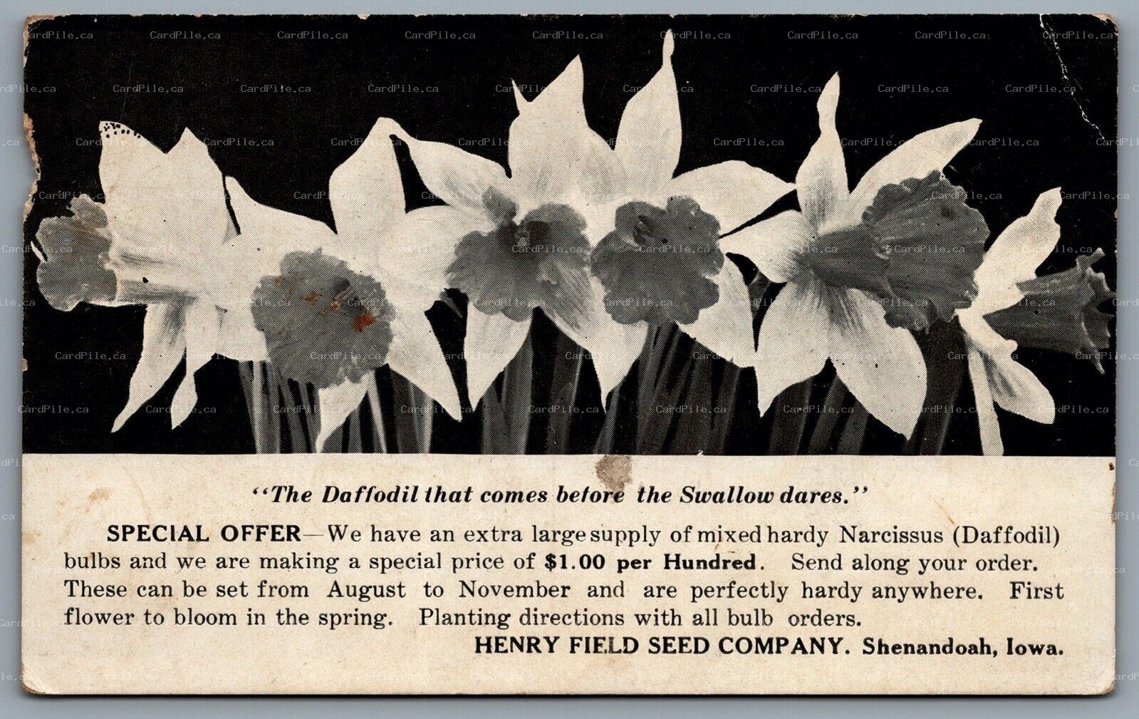 Postcard Shenandoah IA c1910s Henry Field Seed Company Daffodil Advertisement