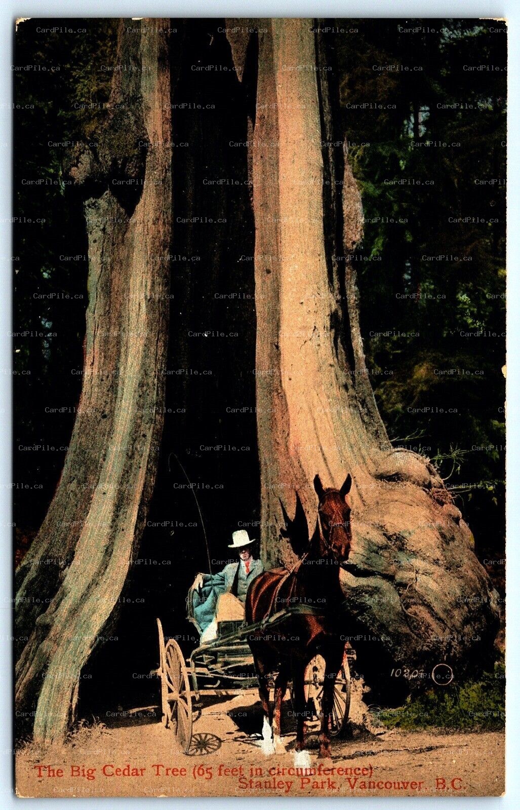 Postcard Vancouver BC c1910s The Big Cedar Tree 65ft Horse Carriage Stanley Park