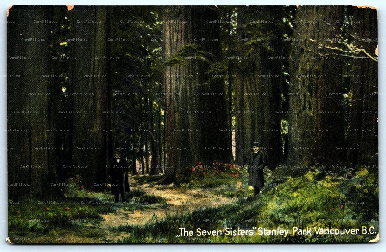 Postcard Vancouver BC c1910s The Seven Sisters in Stanley Park Unused 