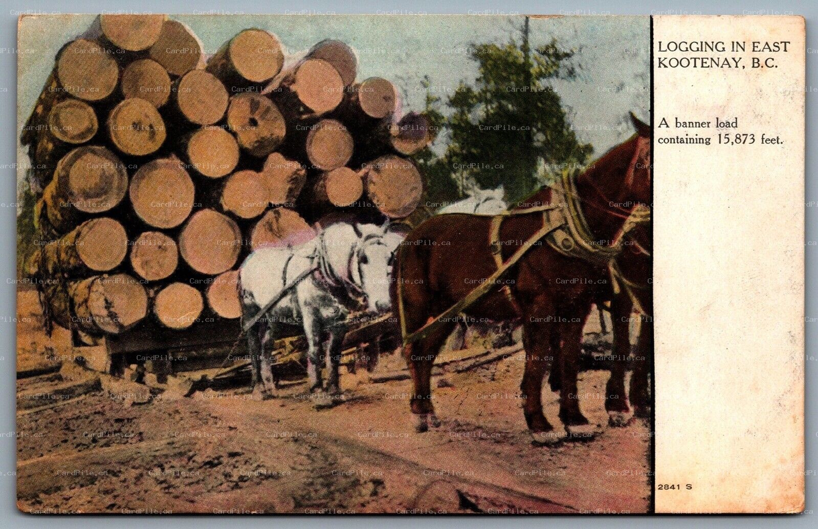 Postcard Kootenay BC c1908 Logging in East Banner Load Horse Pulled Sleigh Logs